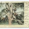 Where the Cocoas Grow, Puerto Rico