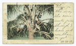 Where the Cocoas Grow, Puerto Rico