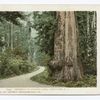 Stanley Park, Siwash Rock, Vancouver, B. C.