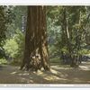 Gen. Grant, Big Redwood Tree, Santa Cruz, Calif.