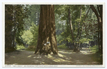 Gen. Grant, Big Redwood Tree, Santa Cruz, Calif.