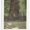 The Giant - Big Redwood Tree, Santa Cruz, Calif.