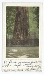 The Giant - Big Redwood Tree, Santa Cruz, Calif.