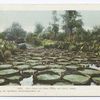 Lily Pond in Como Park, St. Paul, Minn.