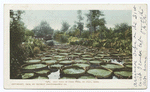 Lily Pond in Como Park, St. Paul, Minn.