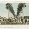 Avenue of Palms, Havana Cuba