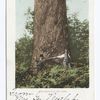 A Washington Fir Tree, Washington
