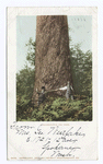 A Washington Fir Tree, Washington