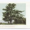 Center Harbor, Whittier Pine, Lake Winnipesaukee, N. H.
