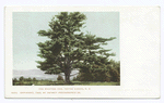 Center Harbor, Whittier Pine, Lake Winnipesaukee, N. H.