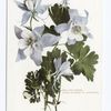 Columbine, State Flower, Colorado.