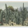 Cactus Garden, Riverside, Calif.