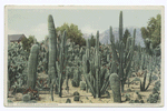Cactus Garden, Riverside, Calif.