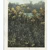 Golden Rod, State Flower, Alabama