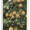 Cluster of Oranges, South