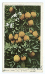 Cluster of Oranges, South