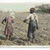 First Hoeing of Cotton, South