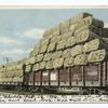 Train Load of Cotton for Export,  South