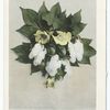 Cotton Blossoms, South