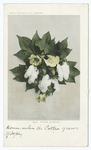 Cotton Blossoms, South