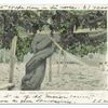 Grape Vine, Carpenteria, Calif.