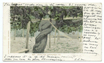 Grape Vine, Carpenteria, Calif.