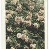 Gold of Ophir Roses, California