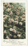 Gold of Ophir Roses, California