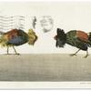 Start, Cock fight