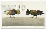 Start, Cock fight