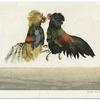 Fight, Cock fight