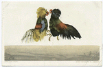 Fight, Cock fight