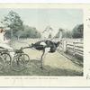Oliver W., Famous Trotting Ostrich, Calif.