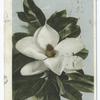 Magnolia Blossom, South
