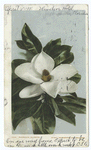 Magnolia Blossom, South
