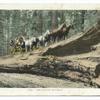 The Fallen Monarch, Big Trees, California