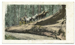 The Fallen Monarch, Big Trees, California