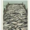 Scow Load of Salmon, Oregon