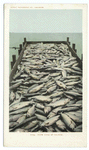 Scow Load of Salmon, Oregon