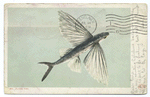 Flying Fish, Santa Catalina, Calif.
