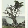 Witch Tree, Monterey, Calif.