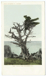 Witch Tree, Monterey, Calif.