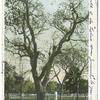 Washington Elm, Cambridge, Mass.