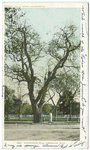 Washington Elm, Cambridge, Mass.