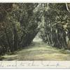 Willow Road, Glouchester, Mass.