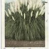Pampas Plumes, California