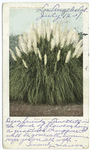 Pampas Plumes, California