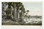 Florida Landscape, Florida