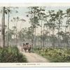 Pine Barrens, Florida