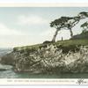 Ostrich Tree on 17 Mile Drive, Monterey, Calif.